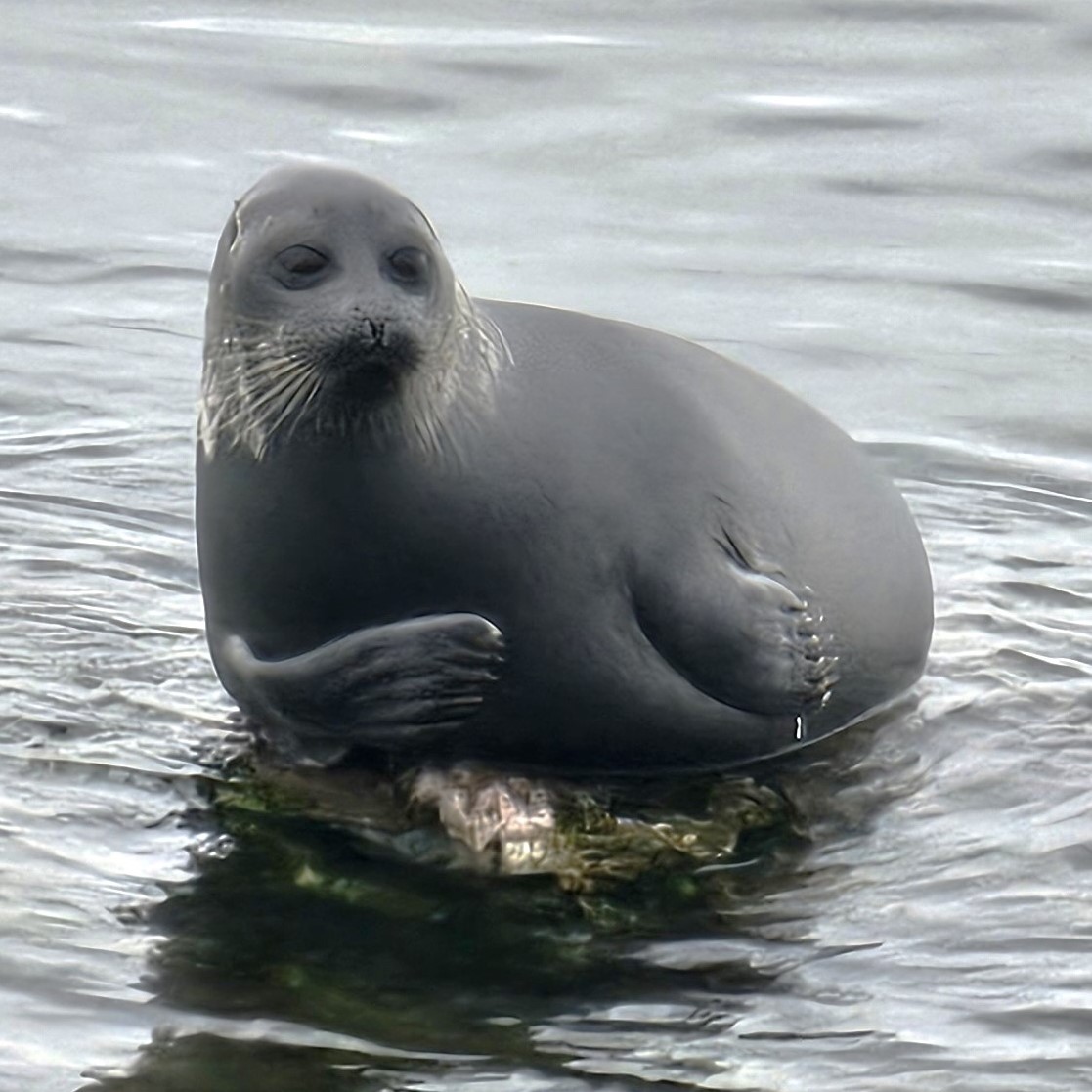 Baikal